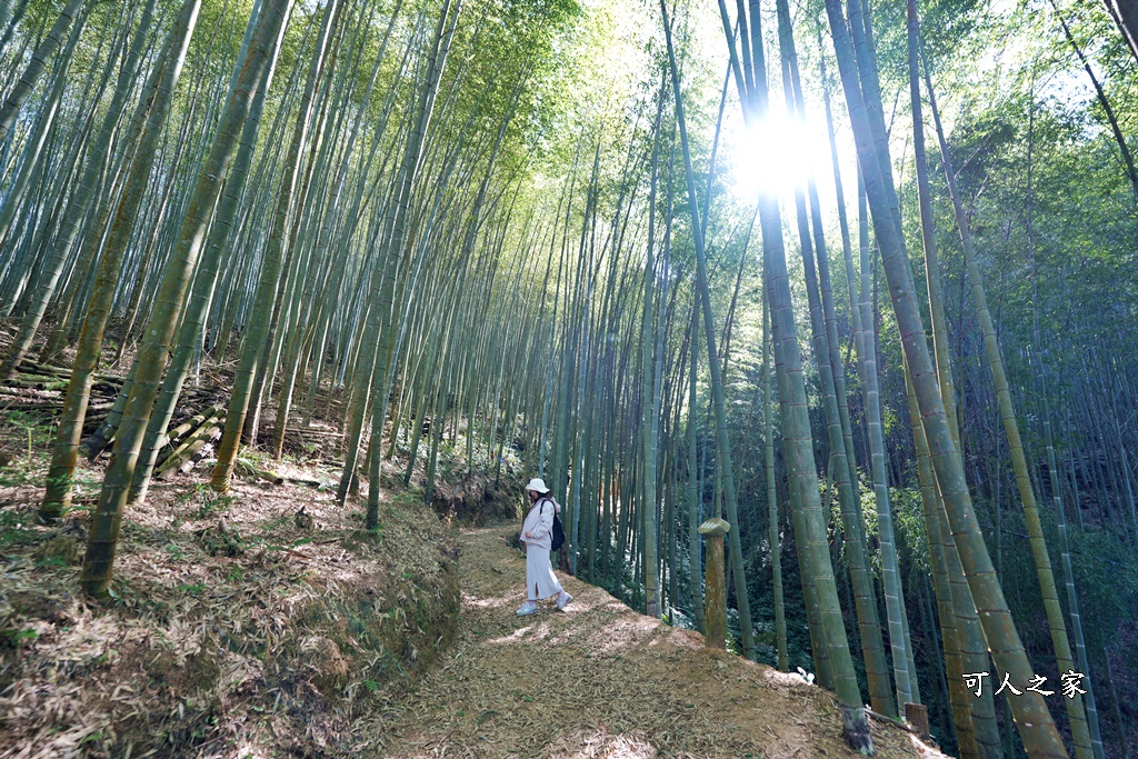 木馬古道O型路線,草嶺石壁森林療癒基地,雲林草嶺步道