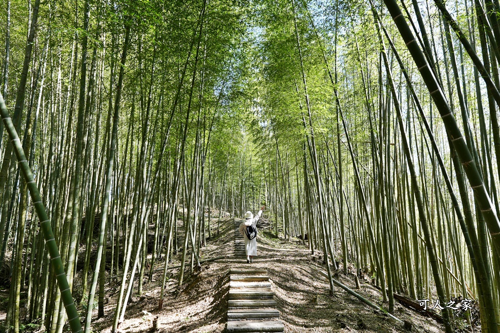 木馬古道O型路線,草嶺石壁森林療癒基地,雲林草嶺步道