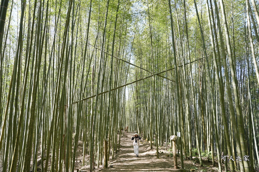 木馬古道O型路線,草嶺石壁森林療癒基地,雲林草嶺步道