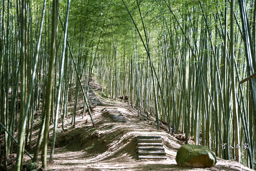 木馬古道O型路線,草嶺石壁森林療癒基地,雲林草嶺步道