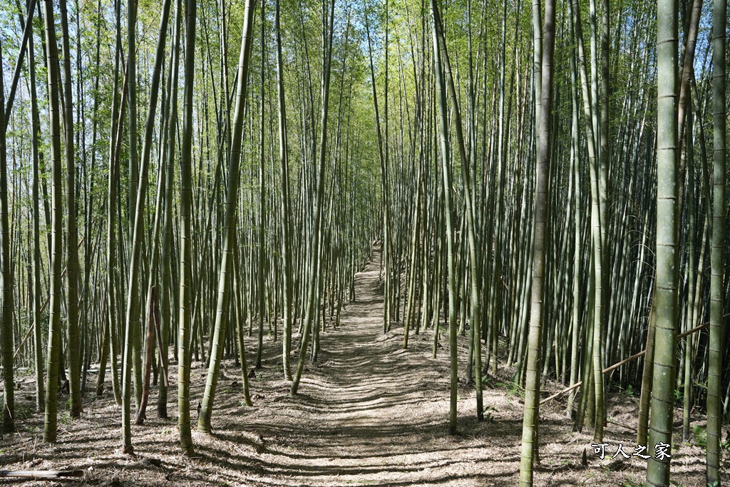 木馬古道O型路線,草嶺石壁森林療癒基地,雲林草嶺步道