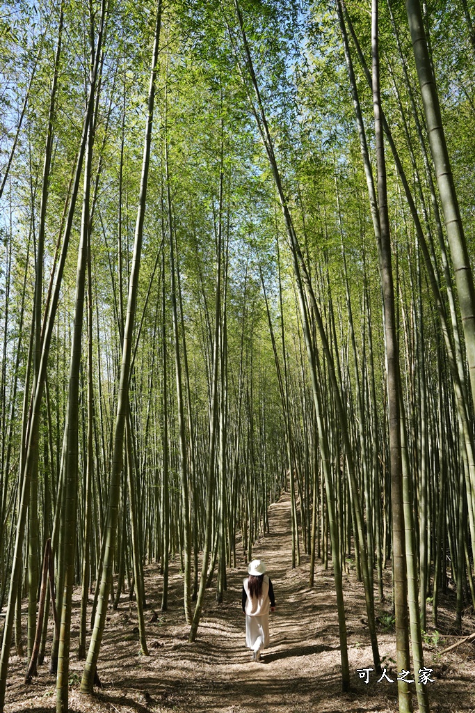 木馬古道O型路線,草嶺石壁森林療癒基地,雲林草嶺步道