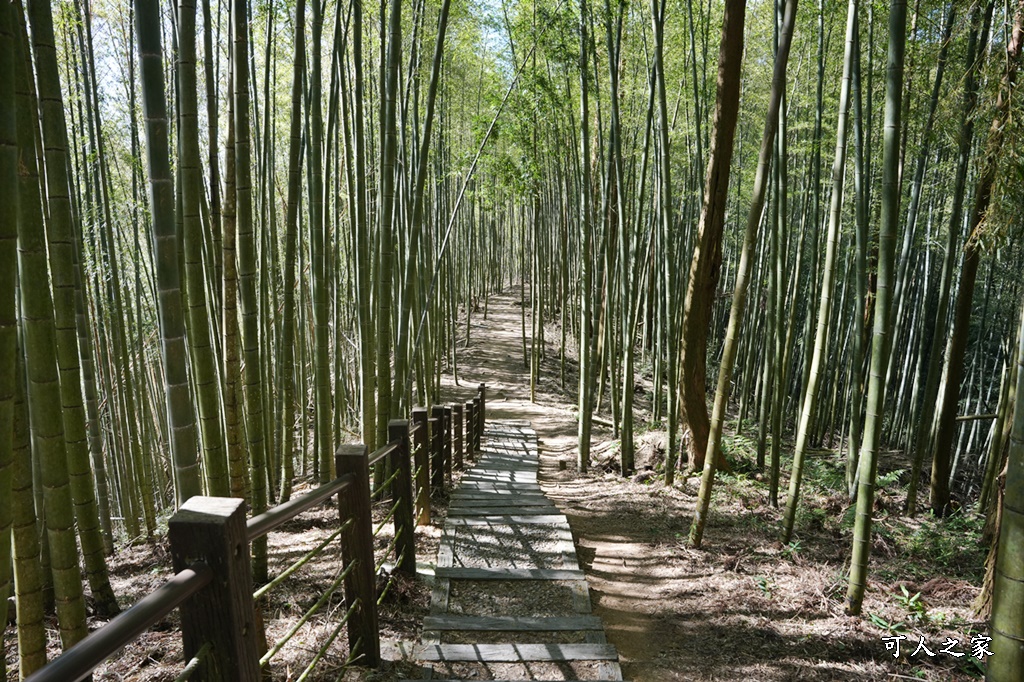 木馬古道O型路線,草嶺石壁森林療癒基地,雲林草嶺步道