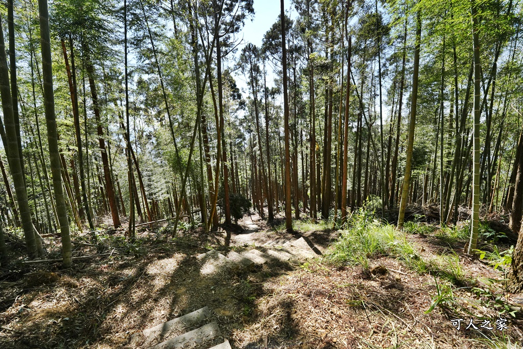 木馬古道O型路線,草嶺石壁森林療癒基地,雲林草嶺步道