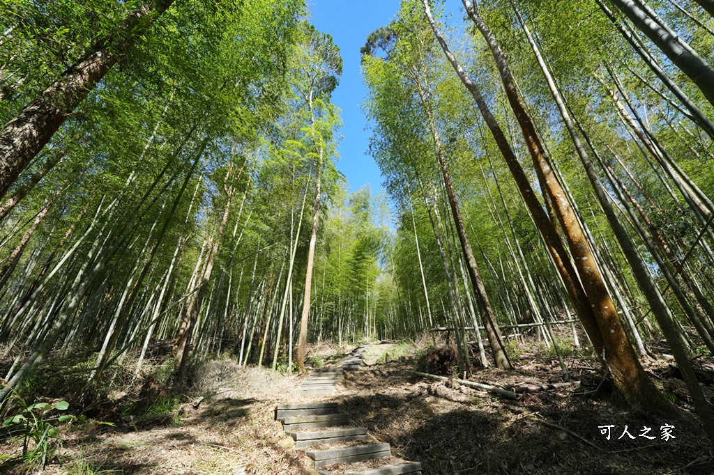 木馬古道O型路線,草嶺石壁森林療癒基地,雲林草嶺步道