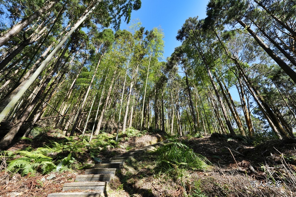 木馬古道O型路線,草嶺石壁森林療癒基地,雲林草嶺步道