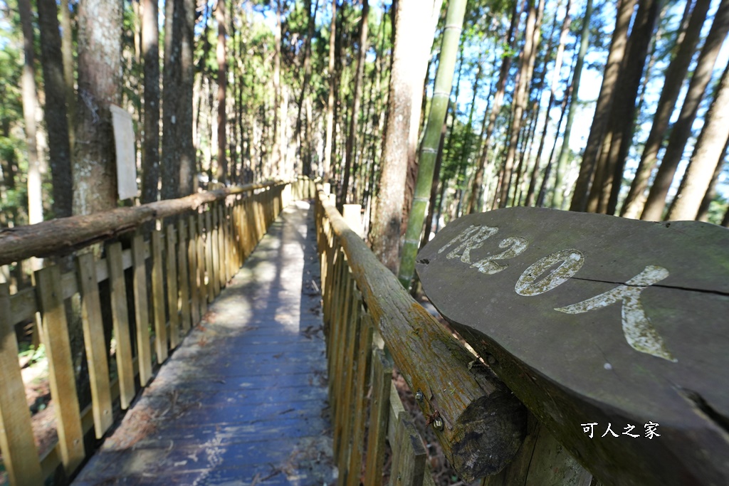 木馬古道O型路線,草嶺石壁森林療癒基地,雲林草嶺步道