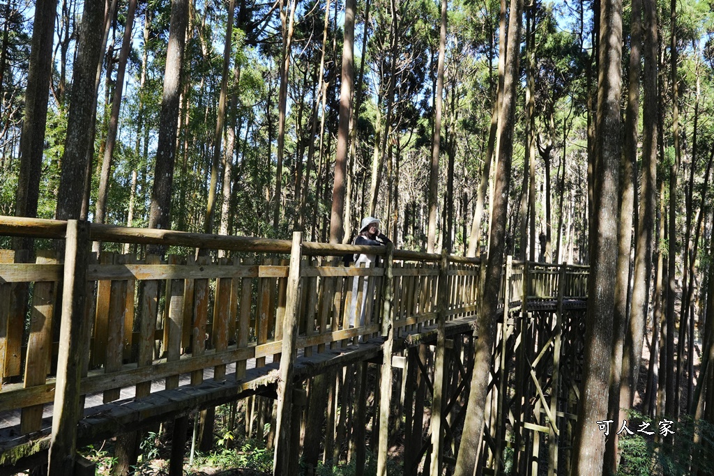 木馬古道O型路線,草嶺石壁森林療癒基地,雲林草嶺步道