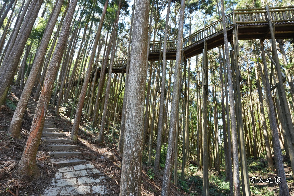 木馬古道O型路線,草嶺石壁森林療癒基地,雲林草嶺步道