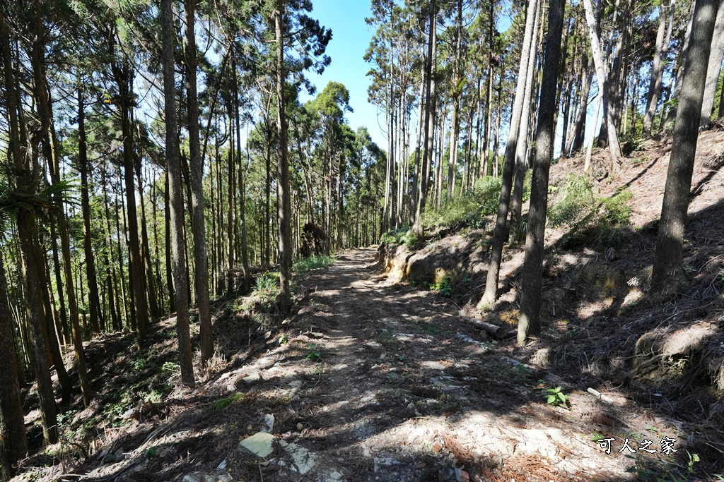 木馬古道O型路線,草嶺石壁森林療癒基地,雲林草嶺步道