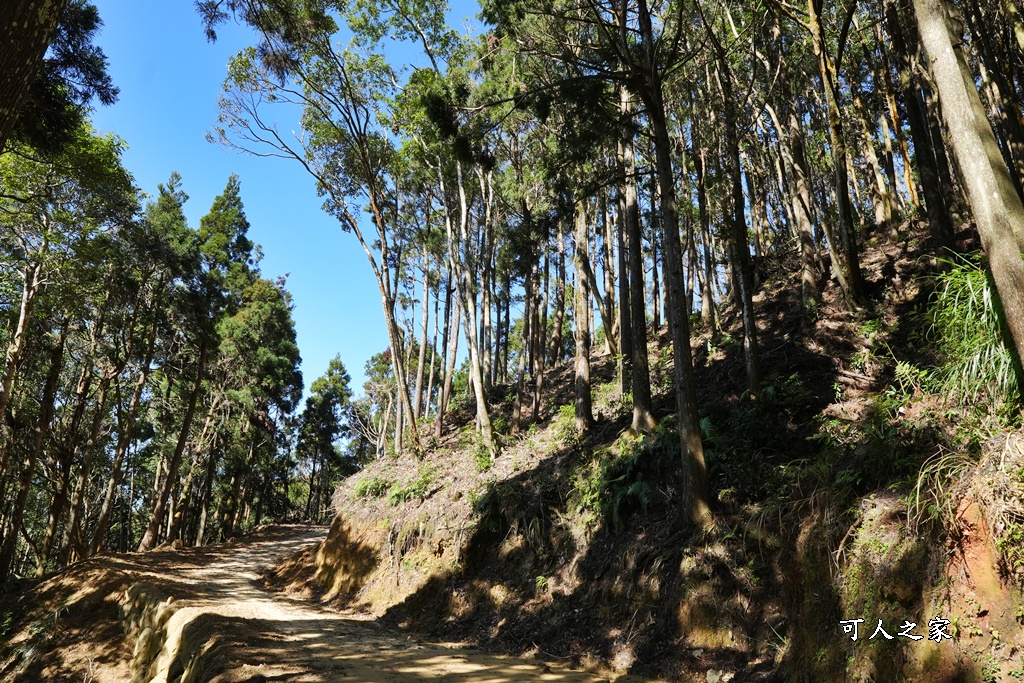 木馬古道O型路線,草嶺石壁森林療癒基地,雲林草嶺步道