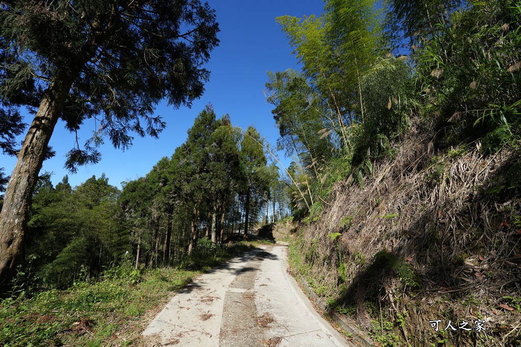 木馬古道O型路線,草嶺石壁森林療癒基地,雲林草嶺步道