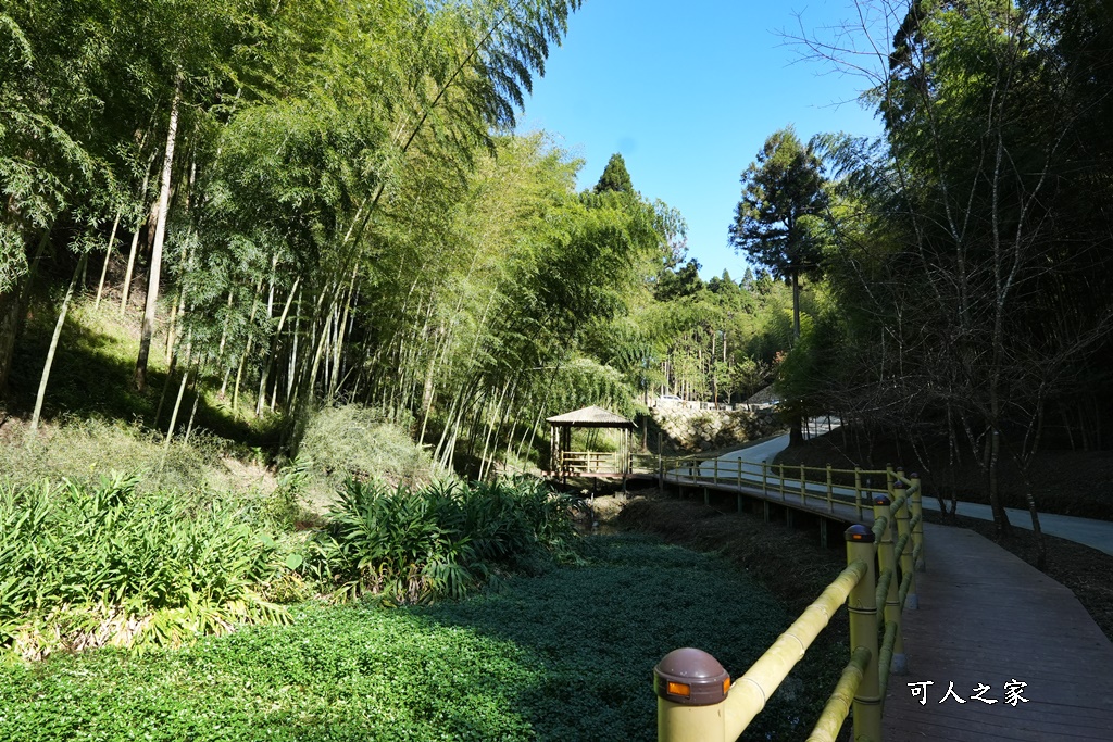 木馬古道O型路線,草嶺石壁森林療癒基地,雲林草嶺步道