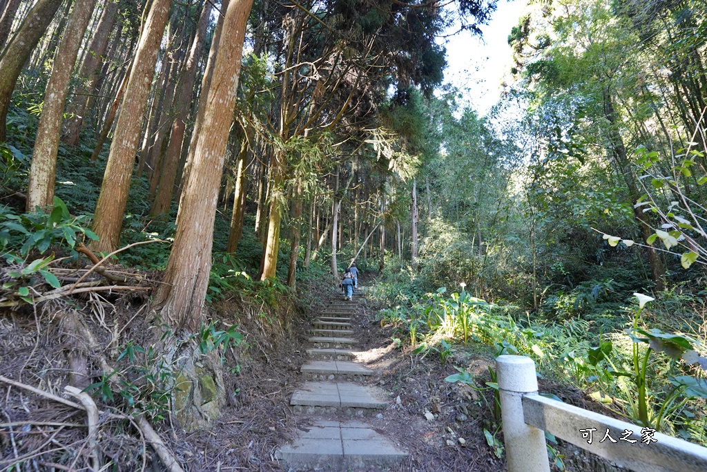 杉林步道,草嶺必吃美食,草嶺要吃甚麼？