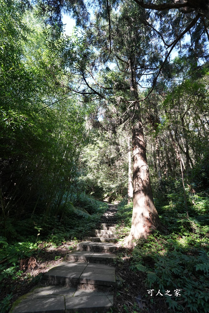 杉林步道,草嶺必吃美食,草嶺要吃甚麼？