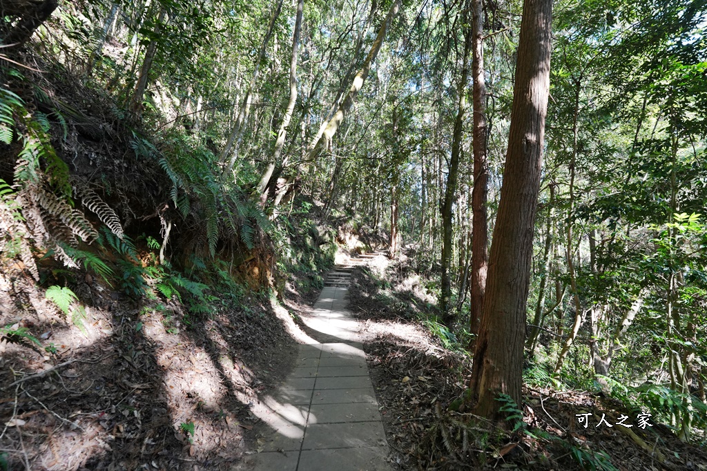 杉林步道,草嶺必吃美食,草嶺要吃甚麼？