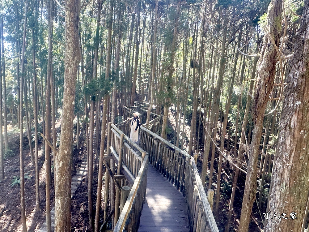 木馬古道O型路線,草嶺石壁森林療癒基地,雲林草嶺步道