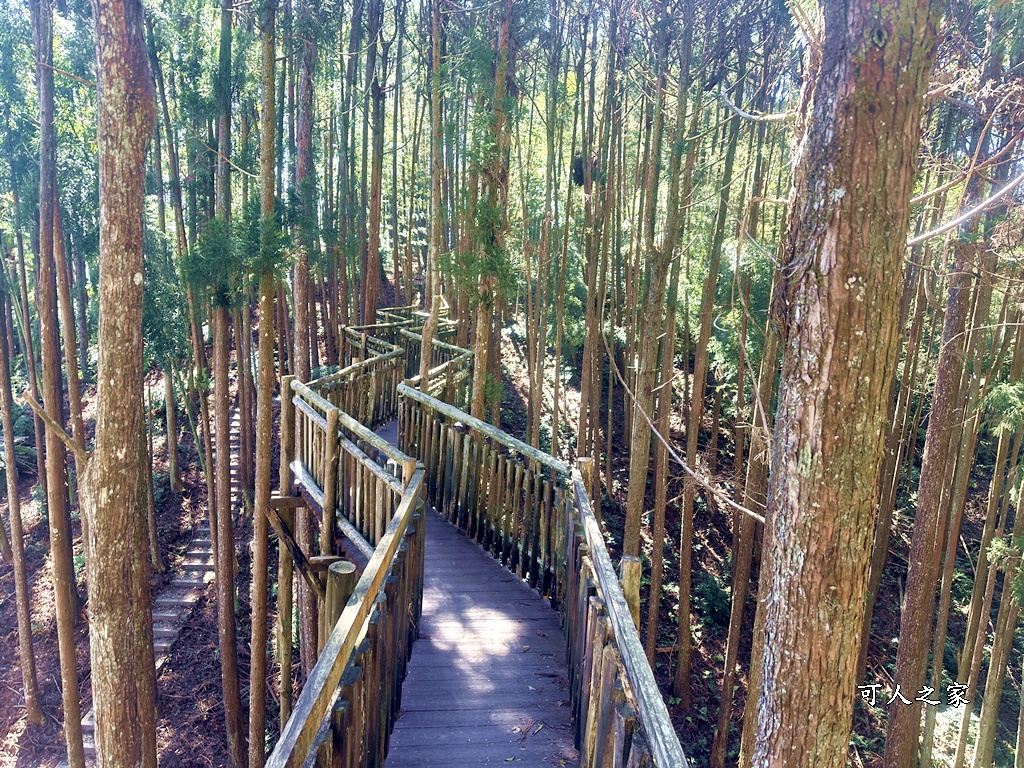 木馬古道O型路線,草嶺石壁森林療癒基地,雲林草嶺步道