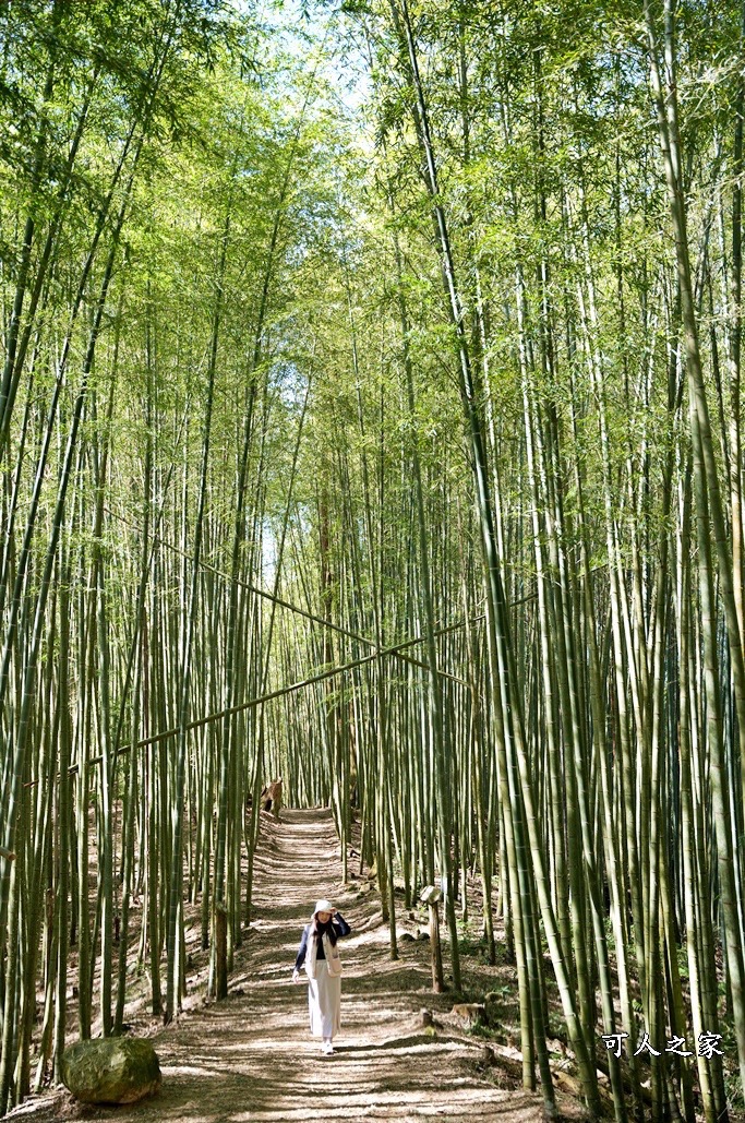 木馬古道O型路線,草嶺石壁森林療癒基地,雲林草嶺步道