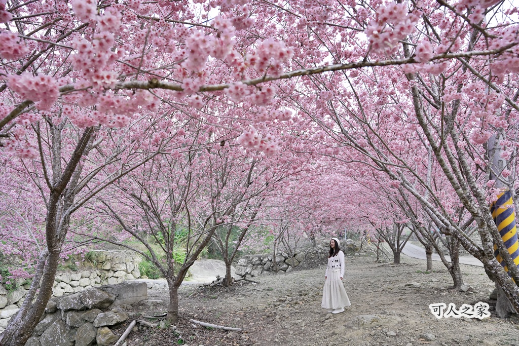 2025櫻花季,228連假,O型路線,九芎神木,五元兩角,古坑一日遊,古坑櫻花,峭壁雄風,森林療癒基地,櫻花季交通,櫻花季停車,櫻花季接駁車,櫻花拍照,櫻花林,櫻花管制,櫻花美食,水岸櫻花,無障礙景點,石壁櫻花,石壁美人谷,美人谷,花況,草嶺櫻花季,草嶺第一停車場,蘇家農場,蘇家農場美人谷,親子景點,賞櫻路線,雲嶺之丘,雲林一日遊,雲林石壁櫻花季,雲林賞櫻 @可人之家
