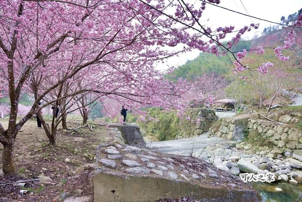 2025櫻花季,228連假,O型路線,九芎神木,五元兩角,古坑一日遊,古坑櫻花,峭壁雄風,森林療癒基地,櫻花季交通,櫻花季停車,櫻花季接駁車,櫻花拍照,櫻花林,櫻花管制,櫻花美食,水岸櫻花,無障礙景點,石壁櫻花,石壁美人谷,美人谷,花況,草嶺櫻花季,草嶺第一停車場,蘇家農場,蘇家農場美人谷,親子景點,賞櫻路線,雲嶺之丘,雲林一日遊,雲林石壁櫻花季,雲林賞櫻 2025櫻花季,228連假,O型路線,九芎神木,五元兩角,古坑一日遊,古坑櫻花,峭壁雄風,森林療癒基地,櫻花季交通,櫻花季停車,櫻花季接駁車,櫻花拍照,櫻花林,櫻花管制,櫻花美食,水岸櫻花,無障礙景點,石壁櫻花,石壁美人谷,美人谷,花況,草嶺櫻花季,草嶺第一停車場,蘇家農場,蘇家農場美人谷,親子景點,賞櫻路線,雲嶺之丘,雲林一日遊,雲林石壁櫻花季,雲林賞櫻