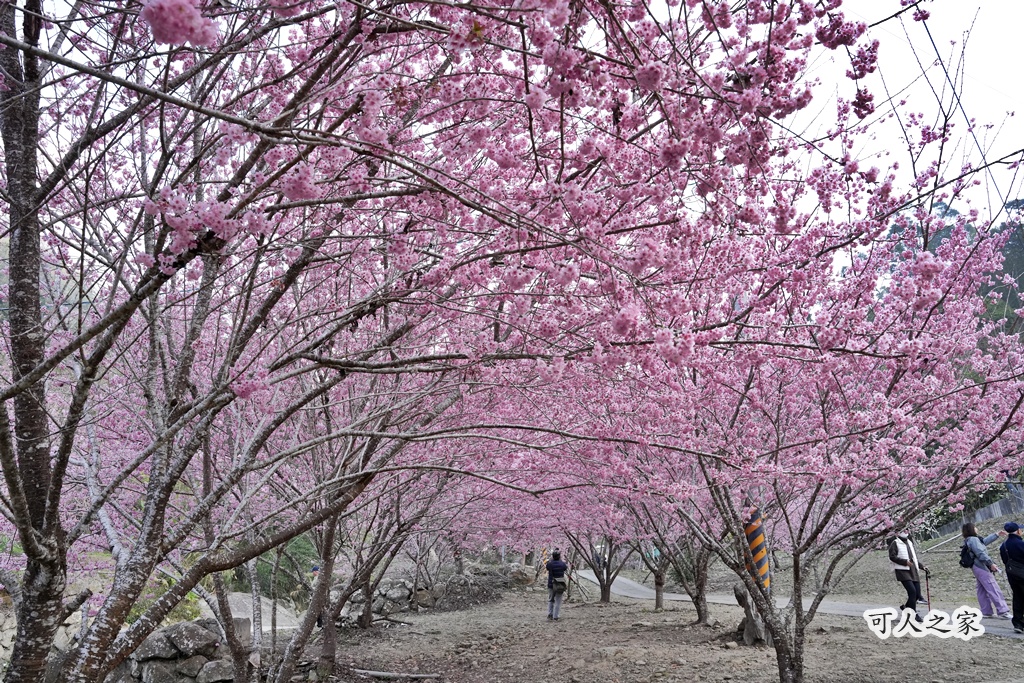 2025櫻花季,228連假,O型路線,九芎神木,五元兩角,古坑一日遊,古坑櫻花,峭壁雄風,森林療癒基地,櫻花季交通,櫻花季停車,櫻花季接駁車,櫻花拍照,櫻花林,櫻花管制,櫻花美食,水岸櫻花,無障礙景點,石壁櫻花,石壁美人谷,美人谷,花況,草嶺櫻花季,草嶺第一停車場,蘇家農場,蘇家農場美人谷,親子景點,賞櫻路線,雲嶺之丘,雲林一日遊,雲林石壁櫻花季,雲林賞櫻