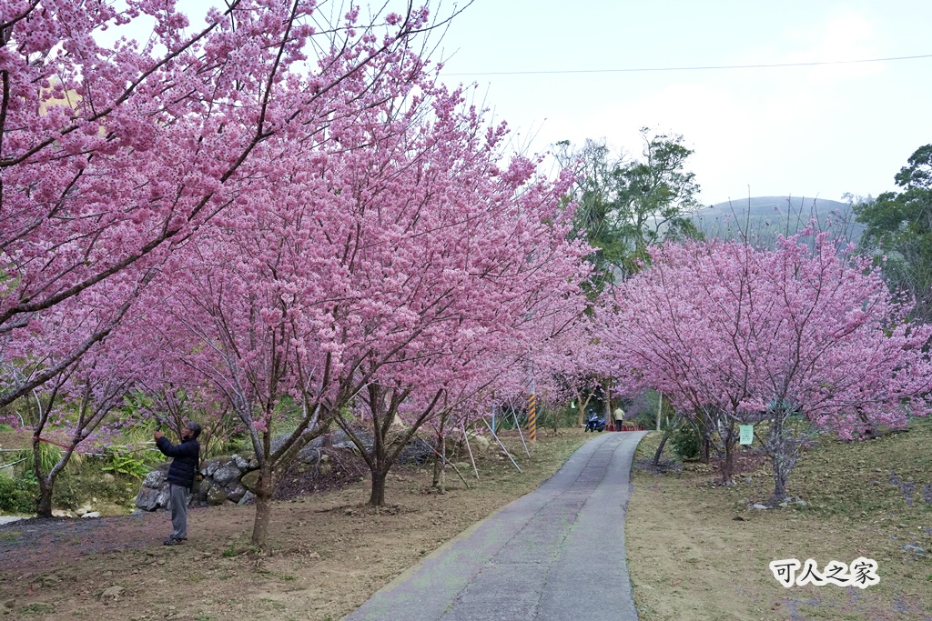 2025櫻花季,228連假,O型路線,九芎神木,五元兩角,古坑一日遊,古坑櫻花,峭壁雄風,森林療癒基地,櫻花季交通,櫻花季停車,櫻花季接駁車,櫻花拍照,櫻花林,櫻花管制,櫻花美食,水岸櫻花,無障礙景點,石壁櫻花,石壁美人谷,美人谷,花況,草嶺櫻花季,草嶺第一停車場,蘇家農場,蘇家農場美人谷,親子景點,賞櫻路線,雲嶺之丘,雲林一日遊,雲林石壁櫻花季,雲林賞櫻 2025櫻花季,228連假,O型路線,九芎神木,五元兩角,古坑一日遊,古坑櫻花,峭壁雄風,森林療癒基地,櫻花季交通,櫻花季停車,櫻花季接駁車,櫻花拍照,櫻花林,櫻花管制,櫻花美食,水岸櫻花,無障礙景點,石壁櫻花,石壁美人谷,美人谷,花況,草嶺櫻花季,草嶺第一停車場,蘇家農場,蘇家農場美人谷,親子景點,賞櫻路線,雲嶺之丘,雲林一日遊,雲林石壁櫻花季,雲林賞櫻
