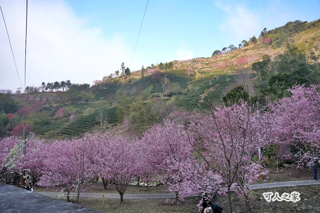 2025櫻花季,228連假,O型路線,九芎神木,五元兩角,古坑一日遊,古坑櫻花,峭壁雄風,森林療癒基地,櫻花季交通,櫻花季停車,櫻花季接駁車,櫻花拍照,櫻花林,櫻花管制,櫻花美食,水岸櫻花,無障礙景點,石壁櫻花,石壁美人谷,美人谷,花況,草嶺櫻花季,草嶺第一停車場,蘇家農場,蘇家農場美人谷,親子景點,賞櫻路線,雲嶺之丘,雲林一日遊,雲林石壁櫻花季,雲林賞櫻 2025櫻花季,228連假,O型路線,九芎神木,五元兩角,古坑一日遊,古坑櫻花,峭壁雄風,森林療癒基地,櫻花季交通,櫻花季停車,櫻花季接駁車,櫻花拍照,櫻花林,櫻花管制,櫻花美食,水岸櫻花,無障礙景點,石壁櫻花,石壁美人谷,美人谷,花況,草嶺櫻花季,草嶺第一停車場,蘇家農場,蘇家農場美人谷,親子景點,賞櫻路線,雲嶺之丘,雲林一日遊,雲林石壁櫻花季,雲林賞櫻