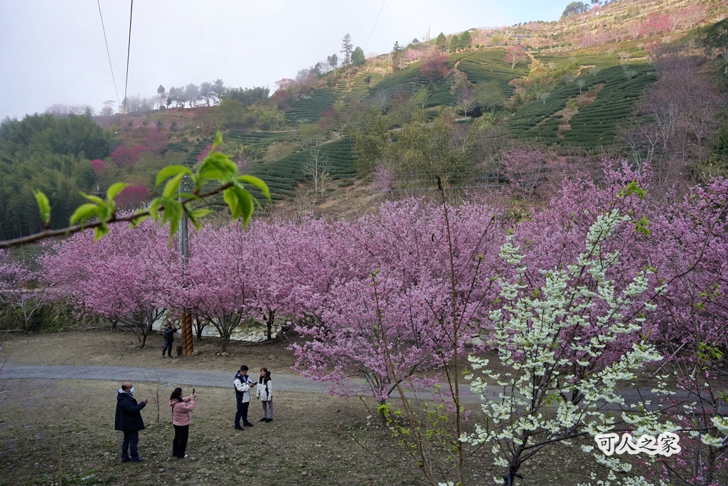2025櫻花季,228連假,O型路線,九芎神木,五元兩角,古坑一日遊,古坑櫻花,峭壁雄風,森林療癒基地,櫻花季交通,櫻花季停車,櫻花季接駁車,櫻花拍照,櫻花林,櫻花管制,櫻花美食,水岸櫻花,無障礙景點,石壁櫻花,石壁美人谷,美人谷,花況,草嶺櫻花季,草嶺第一停車場,蘇家農場,蘇家農場美人谷,親子景點,賞櫻路線,雲嶺之丘,雲林一日遊,雲林石壁櫻花季,雲林賞櫻 2025櫻花季,228連假,O型路線,九芎神木,五元兩角,古坑一日遊,古坑櫻花,峭壁雄風,森林療癒基地,櫻花季交通,櫻花季停車,櫻花季接駁車,櫻花拍照,櫻花林,櫻花管制,櫻花美食,水岸櫻花,無障礙景點,石壁櫻花,石壁美人谷,美人谷,花況,草嶺櫻花季,草嶺第一停車場,蘇家農場,蘇家農場美人谷,親子景點,賞櫻路線,雲嶺之丘,雲林一日遊,雲林石壁櫻花季,雲林賞櫻