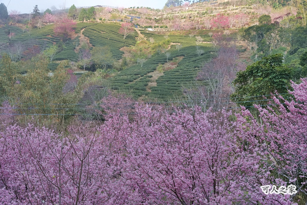 2025櫻花季,228連假,O型路線,九芎神木,五元兩角,古坑一日遊,古坑櫻花,峭壁雄風,森林療癒基地,櫻花季交通,櫻花季停車,櫻花季接駁車,櫻花拍照,櫻花林,櫻花管制,櫻花美食,水岸櫻花,無障礙景點,石壁櫻花,石壁美人谷,美人谷,花況,草嶺櫻花季,草嶺第一停車場,蘇家農場,蘇家農場美人谷,親子景點,賞櫻路線,雲嶺之丘,雲林一日遊,雲林石壁櫻花季,雲林賞櫻 2025櫻花季,228連假,O型路線,九芎神木,五元兩角,古坑一日遊,古坑櫻花,峭壁雄風,森林療癒基地,櫻花季交通,櫻花季停車,櫻花季接駁車,櫻花拍照,櫻花林,櫻花管制,櫻花美食,水岸櫻花,無障礙景點,石壁櫻花,石壁美人谷,美人谷,花況,草嶺櫻花季,草嶺第一停車場,蘇家農場,蘇家農場美人谷,親子景點,賞櫻路線,雲嶺之丘,雲林一日遊,雲林石壁櫻花季,雲林賞櫻