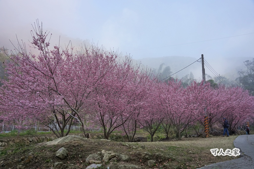 2025櫻花季,228連假,O型路線,九芎神木,五元兩角,古坑一日遊,古坑櫻花,峭壁雄風,森林療癒基地,櫻花季交通,櫻花季停車,櫻花季接駁車,櫻花拍照,櫻花林,櫻花管制,櫻花美食,水岸櫻花,無障礙景點,石壁櫻花,石壁美人谷,美人谷,花況,草嶺櫻花季,草嶺第一停車場,蘇家農場,蘇家農場美人谷,親子景點,賞櫻路線,雲嶺之丘,雲林一日遊,雲林石壁櫻花季,雲林賞櫻 2025櫻花季,228連假,O型路線,九芎神木,五元兩角,古坑一日遊,古坑櫻花,峭壁雄風,森林療癒基地,櫻花季交通,櫻花季停車,櫻花季接駁車,櫻花拍照,櫻花林,櫻花管制,櫻花美食,水岸櫻花,無障礙景點,石壁櫻花,石壁美人谷,美人谷,花況,草嶺櫻花季,草嶺第一停車場,蘇家農場,蘇家農場美人谷,親子景點,賞櫻路線,雲嶺之丘,雲林一日遊,雲林石壁櫻花季,雲林賞櫻