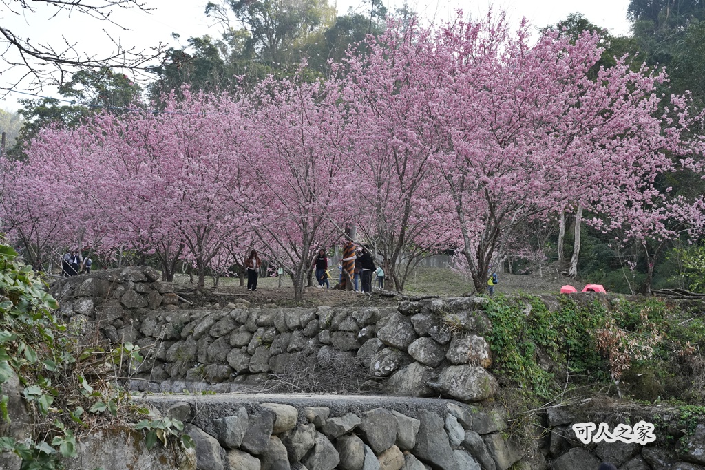 2025櫻花季,228連假,O型路線,九芎神木,五元兩角,古坑一日遊,古坑櫻花,峭壁雄風,森林療癒基地,櫻花季交通,櫻花季停車,櫻花季接駁車,櫻花拍照,櫻花林,櫻花管制,櫻花美食,水岸櫻花,無障礙景點,石壁櫻花,石壁美人谷,美人谷,花況,草嶺櫻花季,草嶺第一停車場,蘇家農場,蘇家農場美人谷,親子景點,賞櫻路線,雲嶺之丘,雲林一日遊,雲林石壁櫻花季,雲林賞櫻 2025櫻花季,228連假,O型路線,九芎神木,五元兩角,古坑一日遊,古坑櫻花,峭壁雄風,森林療癒基地,櫻花季交通,櫻花季停車,櫻花季接駁車,櫻花拍照,櫻花林,櫻花管制,櫻花美食,水岸櫻花,無障礙景點,石壁櫻花,石壁美人谷,美人谷,花況,草嶺櫻花季,草嶺第一停車場,蘇家農場,蘇家農場美人谷,親子景點,賞櫻路線,雲嶺之丘,雲林一日遊,雲林石壁櫻花季,雲林賞櫻