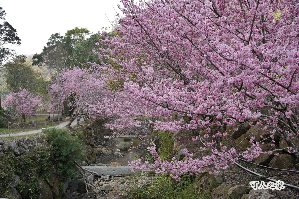 2025櫻花季,228連假,O型路線,九芎神木,五元兩角,古坑一日遊,古坑櫻花,峭壁雄風,森林療癒基地,櫻花季交通,櫻花季停車,櫻花季接駁車,櫻花拍照,櫻花林,櫻花管制,櫻花美食,水岸櫻花,無障礙景點,石壁櫻花,石壁美人谷,美人谷,花況,草嶺櫻花季,草嶺第一停車場,蘇家農場,蘇家農場美人谷,親子景點,賞櫻路線,雲嶺之丘,雲林一日遊,雲林石壁櫻花季,雲林賞櫻