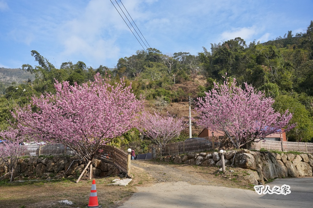 2025櫻花季,228連假,O型路線,九芎神木,五元兩角,古坑一日遊,古坑櫻花,峭壁雄風,森林療癒基地,櫻花季交通,櫻花季停車,櫻花季接駁車,櫻花拍照,櫻花林,櫻花管制,櫻花美食,水岸櫻花,無障礙景點,石壁櫻花,石壁美人谷,美人谷,花況,草嶺櫻花季,草嶺第一停車場,蘇家農場,蘇家農場美人谷,親子景點,賞櫻路線,雲嶺之丘,雲林一日遊,雲林石壁櫻花季,雲林賞櫻 2025櫻花季,228連假,O型路線,九芎神木,五元兩角,古坑一日遊,古坑櫻花,峭壁雄風,森林療癒基地,櫻花季交通,櫻花季停車,櫻花季接駁車,櫻花拍照,櫻花林,櫻花管制,櫻花美食,水岸櫻花,無障礙景點,石壁櫻花,石壁美人谷,美人谷,花況,草嶺櫻花季,草嶺第一停車場,蘇家農場,蘇家農場美人谷,親子景點,賞櫻路線,雲嶺之丘,雲林一日遊,雲林石壁櫻花季,雲林賞櫻