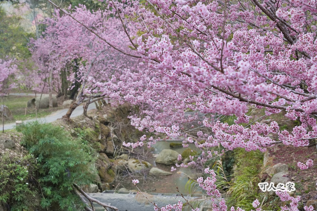 2025櫻花季,228連假,O型路線,九芎神木,五元兩角,古坑一日遊,古坑櫻花,峭壁雄風,森林療癒基地,櫻花季交通,櫻花季停車,櫻花季接駁車,櫻花拍照,櫻花林,櫻花管制,櫻花美食,水岸櫻花,無障礙景點,石壁櫻花,石壁美人谷,美人谷,花況,草嶺櫻花季,草嶺第一停車場,蘇家農場,蘇家農場美人谷,親子景點,賞櫻路線,雲嶺之丘,雲林一日遊,雲林石壁櫻花季,雲林賞櫻 2025櫻花季,228連假,O型路線,九芎神木,五元兩角,古坑一日遊,古坑櫻花,峭壁雄風,森林療癒基地,櫻花季交通,櫻花季停車,櫻花季接駁車,櫻花拍照,櫻花林,櫻花管制,櫻花美食,水岸櫻花,無障礙景點,石壁櫻花,石壁美人谷,美人谷,花況,草嶺櫻花季,草嶺第一停車場,蘇家農場,蘇家農場美人谷,親子景點,賞櫻路線,雲嶺之丘,雲林一日遊,雲林石壁櫻花季,雲林賞櫻
