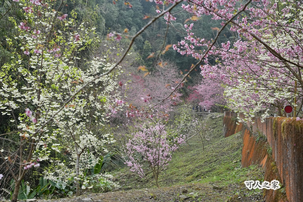 2025櫻花季,228連假,O型路線,九芎神木,五元兩角,古坑一日遊,古坑櫻花,峭壁雄風,森林療癒基地,櫻花季交通,櫻花季停車,櫻花季接駁車,櫻花拍照,櫻花林,櫻花管制,櫻花美食,水岸櫻花,無障礙景點,石壁櫻花,石壁美人谷,美人谷,花況,草嶺櫻花季,草嶺第一停車場,蘇家農場,蘇家農場美人谷,親子景點,賞櫻路線,雲嶺之丘,雲林一日遊,雲林石壁櫻花季,雲林賞櫻