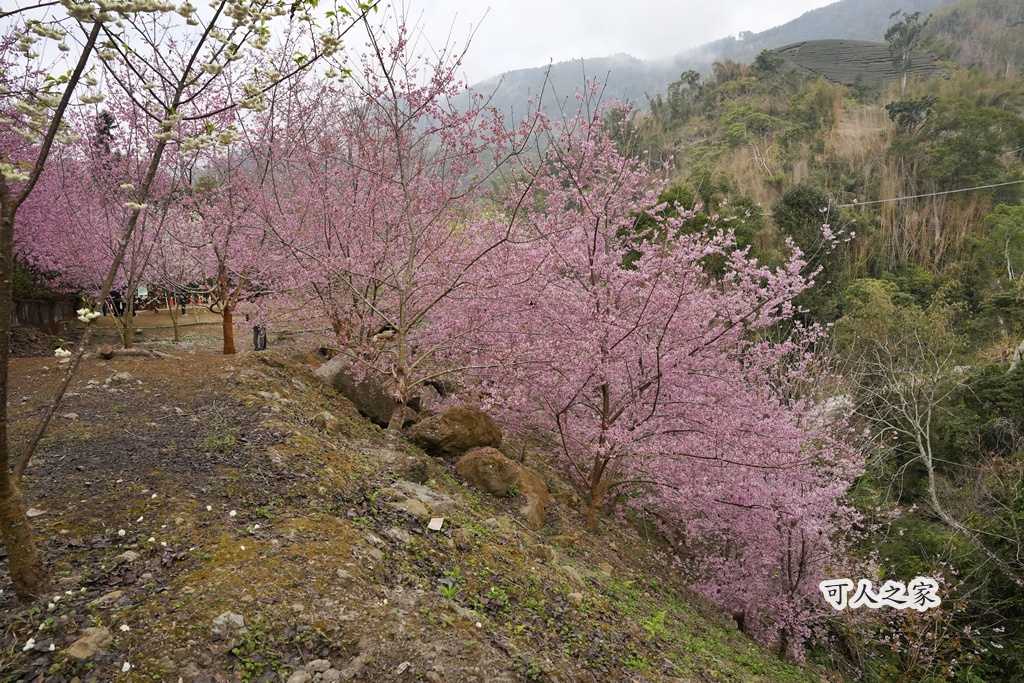 2025櫻花季,228連假,O型路線,九芎神木,五元兩角,古坑一日遊,古坑櫻花,峭壁雄風,森林療癒基地,櫻花季交通,櫻花季停車,櫻花季接駁車,櫻花拍照,櫻花林,櫻花管制,櫻花美食,水岸櫻花,無障礙景點,石壁櫻花,石壁美人谷,美人谷,花況,草嶺櫻花季,草嶺第一停車場,蘇家農場,蘇家農場美人谷,親子景點,賞櫻路線,雲嶺之丘,雲林一日遊,雲林石壁櫻花季,雲林賞櫻 2025櫻花季,228連假,O型路線,九芎神木,五元兩角,古坑一日遊,古坑櫻花,峭壁雄風,森林療癒基地,櫻花季交通,櫻花季停車,櫻花季接駁車,櫻花拍照,櫻花林,櫻花管制,櫻花美食,水岸櫻花,無障礙景點,石壁櫻花,石壁美人谷,美人谷,花況,草嶺櫻花季,草嶺第一停車場,蘇家農場,蘇家農場美人谷,親子景點,賞櫻路線,雲嶺之丘,雲林一日遊,雲林石壁櫻花季,雲林賞櫻