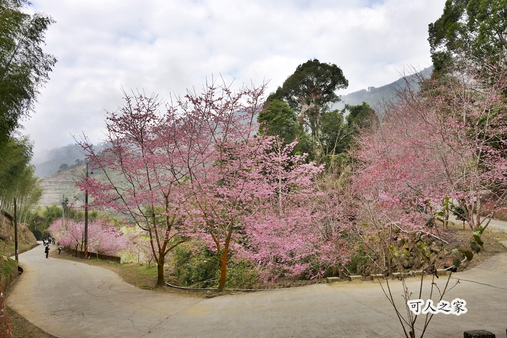 2025櫻花季,228連假,O型路線,九芎神木,五元兩角,古坑一日遊,古坑櫻花,峭壁雄風,森林療癒基地,櫻花季交通,櫻花季停車,櫻花季接駁車,櫻花拍照,櫻花林,櫻花管制,櫻花美食,水岸櫻花,無障礙景點,石壁櫻花,石壁美人谷,美人谷,花況,草嶺櫻花季,草嶺第一停車場,蘇家農場,蘇家農場美人谷,親子景點,賞櫻路線,雲嶺之丘,雲林一日遊,雲林石壁櫻花季,雲林賞櫻 2025櫻花季,228連假,O型路線,九芎神木,五元兩角,古坑一日遊,古坑櫻花,峭壁雄風,森林療癒基地,櫻花季交通,櫻花季停車,櫻花季接駁車,櫻花拍照,櫻花林,櫻花管制,櫻花美食,水岸櫻花,無障礙景點,石壁櫻花,石壁美人谷,美人谷,花況,草嶺櫻花季,草嶺第一停車場,蘇家農場,蘇家農場美人谷,親子景點,賞櫻路線,雲嶺之丘,雲林一日遊,雲林石壁櫻花季,雲林賞櫻