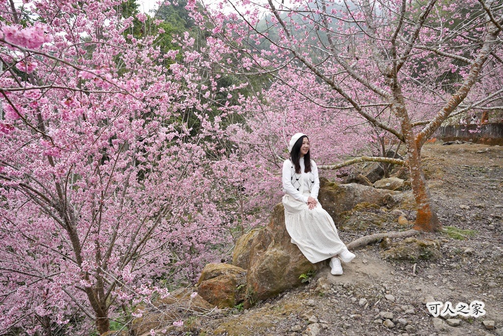 2025櫻花季,228連假,O型路線,九芎神木,五元兩角,古坑一日遊,古坑櫻花,峭壁雄風,森林療癒基地,櫻花季交通,櫻花季停車,櫻花季接駁車,櫻花拍照,櫻花林,櫻花管制,櫻花美食,水岸櫻花,無障礙景點,石壁櫻花,石壁美人谷,美人谷,花況,草嶺櫻花季,草嶺第一停車場,蘇家農場,蘇家農場美人谷,親子景點,賞櫻路線,雲嶺之丘,雲林一日遊,雲林石壁櫻花季,雲林賞櫻 2025櫻花季,228連假,O型路線,九芎神木,五元兩角,古坑一日遊,古坑櫻花,峭壁雄風,森林療癒基地,櫻花季交通,櫻花季停車,櫻花季接駁車,櫻花拍照,櫻花林,櫻花管制,櫻花美食,水岸櫻花,無障礙景點,石壁櫻花,石壁美人谷,美人谷,花況,草嶺櫻花季,草嶺第一停車場,蘇家農場,蘇家農場美人谷,親子景點,賞櫻路線,雲嶺之丘,雲林一日遊,雲林石壁櫻花季,雲林賞櫻