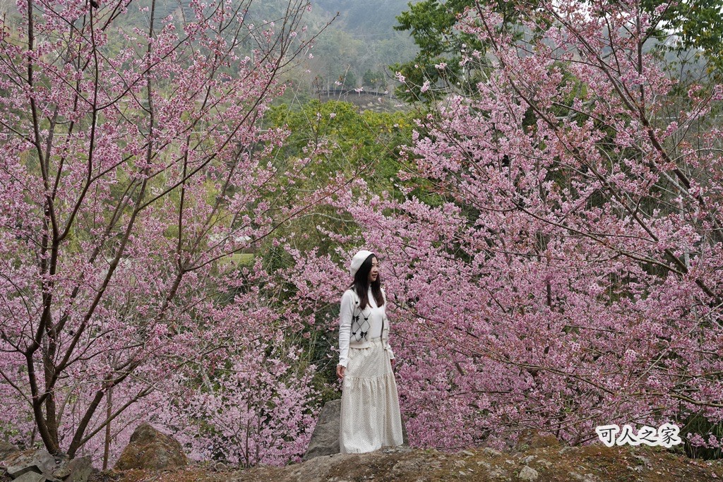 2025櫻花季,228連假,O型路線,九芎神木,五元兩角,古坑一日遊,古坑櫻花,峭壁雄風,森林療癒基地,櫻花季交通,櫻花季停車,櫻花季接駁車,櫻花拍照,櫻花林,櫻花管制,櫻花美食,水岸櫻花,無障礙景點,石壁櫻花,石壁美人谷,美人谷,花況,草嶺櫻花季,草嶺第一停車場,蘇家農場,蘇家農場美人谷,親子景點,賞櫻路線,雲嶺之丘,雲林一日遊,雲林石壁櫻花季,雲林賞櫻 2025櫻花季,228連假,O型路線,九芎神木,五元兩角,古坑一日遊,古坑櫻花,峭壁雄風,森林療癒基地,櫻花季交通,櫻花季停車,櫻花季接駁車,櫻花拍照,櫻花林,櫻花管制,櫻花美食,水岸櫻花,無障礙景點,石壁櫻花,石壁美人谷,美人谷,花況,草嶺櫻花季,草嶺第一停車場,蘇家農場,蘇家農場美人谷,親子景點,賞櫻路線,雲嶺之丘,雲林一日遊,雲林石壁櫻花季,雲林賞櫻