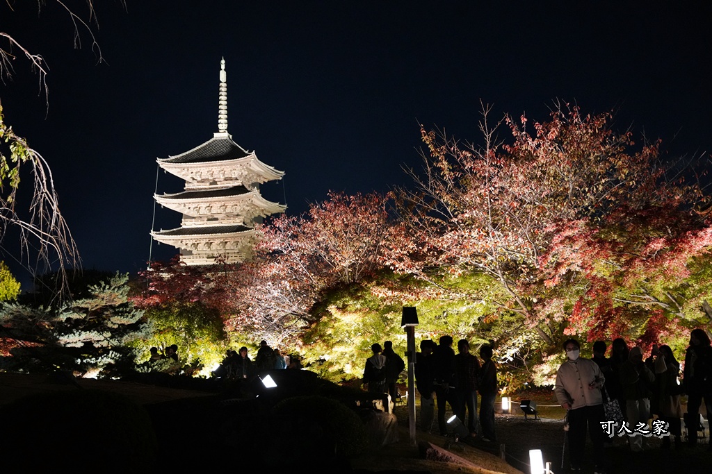 2025京都楓葉,五重塔倒影,京都賞楓,夜間點燈,東寺夜楓,東寺門票,賞楓攻略