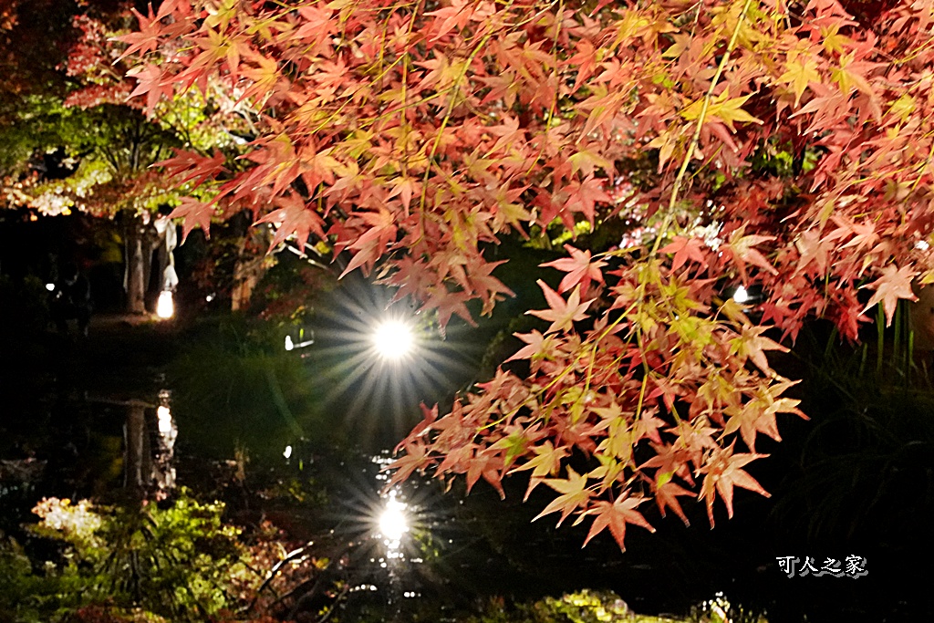 2025京都楓葉,五重塔倒影,京都賞楓,夜間點燈,東寺夜楓,東寺門票,賞楓攻略