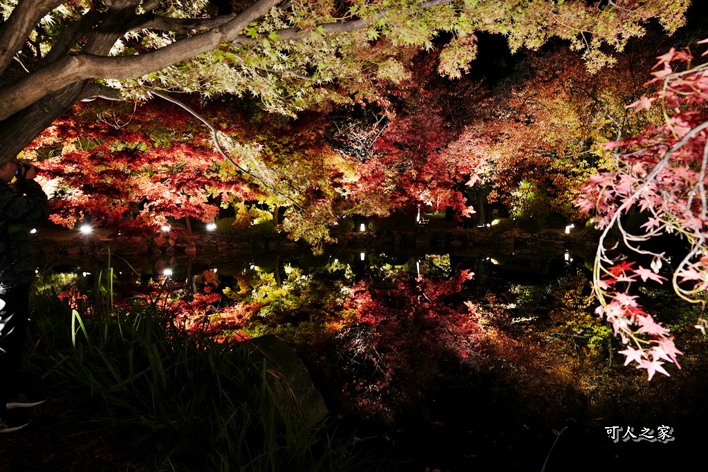 2025京都楓葉,五重塔倒影,京都賞楓,夜間點燈,東寺夜楓,東寺門票,賞楓攻略