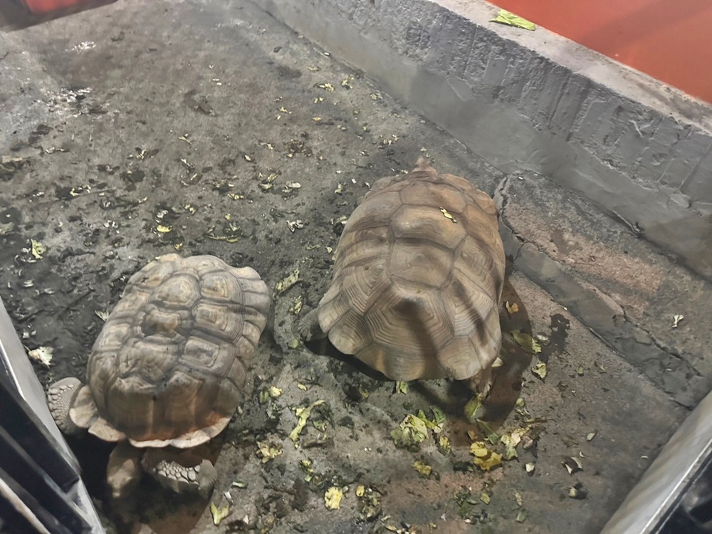 小琉球燒烤店,龜龜燒烤