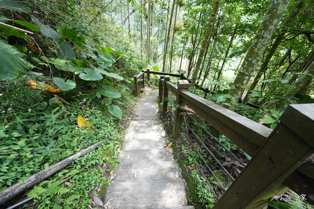 嘉義景點步道,青年嶺步道-新木棧道 嘉義景點步道,青年嶺步道-新木棧道