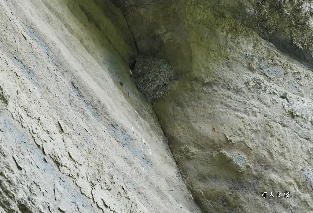 嘉義景點步道,青年嶺步道-新木棧道 嘉義景點步道,青年嶺步道-新木棧道