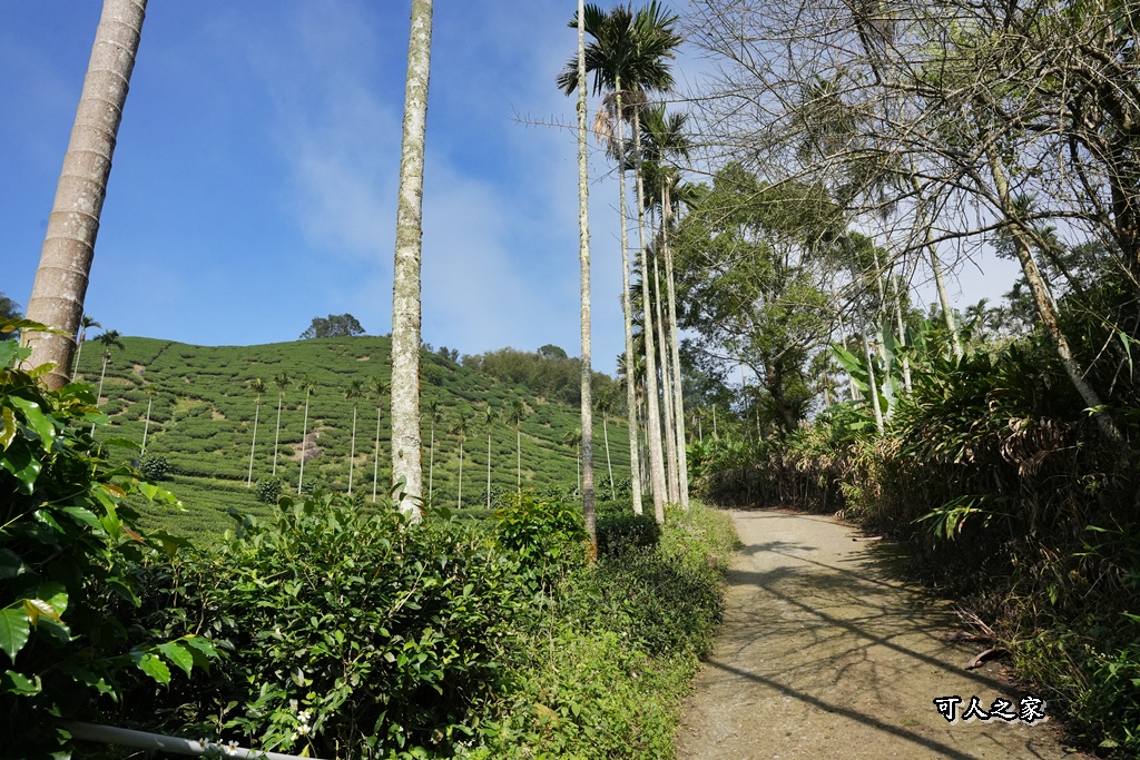 嘉義景點,嘉義梅山,太平雲梯,女性登山,小百岳#057,梨子腳山步道,登山步道,絕美山景,輕奢茶園,輕鬆攻頂