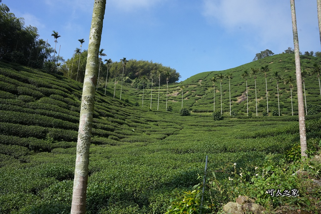 嘉義景點,嘉義梅山,太平雲梯,女性登山,小百岳#057,梨子腳山步道,登山步道,絕美山景,輕奢茶園,輕鬆攻頂