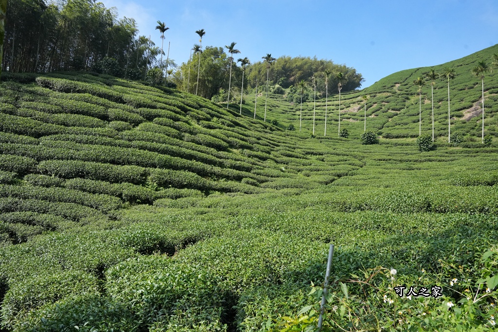嘉義景點,嘉義梅山,太平雲梯,女性登山,小百岳#057,梨子腳山步道,登山步道,絕美山景,輕奢茶園,輕鬆攻頂