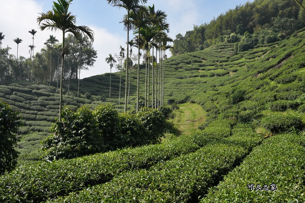 嘉義景點,嘉義梅山,太平雲梯,女性登山,小百岳#057,梨子腳山步道,登山步道,絕美山景,輕奢茶園,輕鬆攻頂